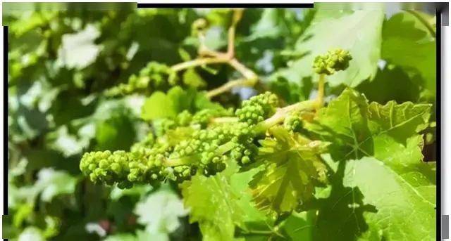 赣南种植 明年葡萄能不能高产 关键要看花芽分化 原基 花序 影响