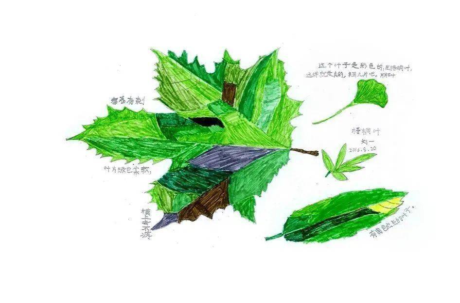 我的工作是用笔给植物画身份证照片