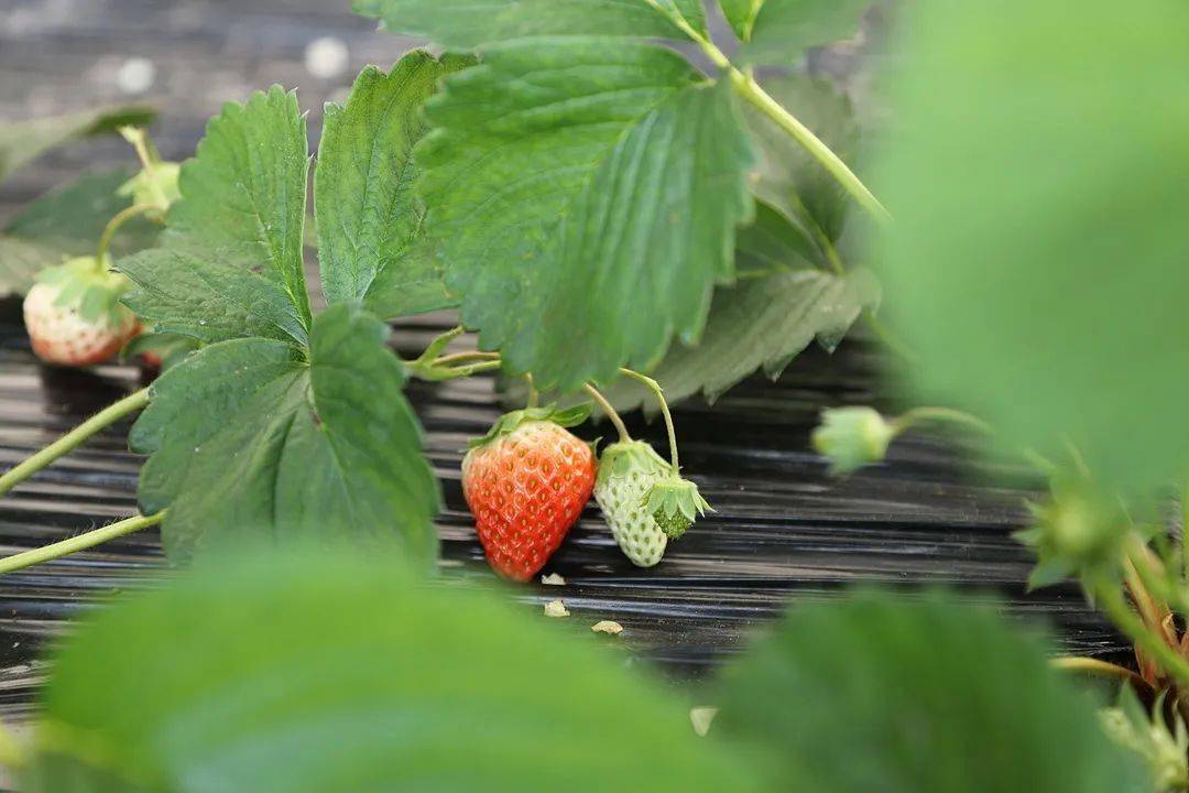 菜花|可采摘、可配送，满足您一年的果蔬需求