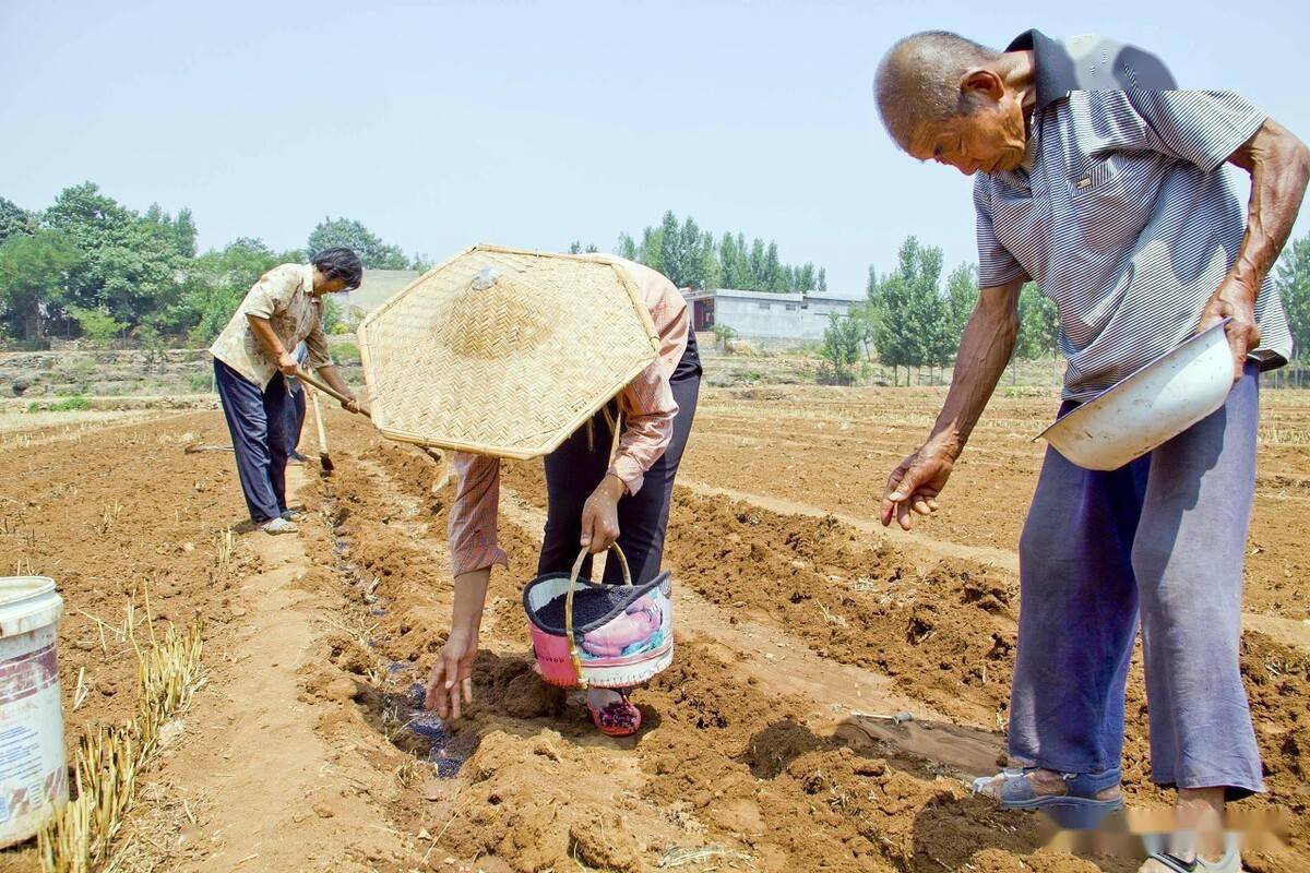 播种玉米行距和株距是多少产量比较高老人的经验太丰富了