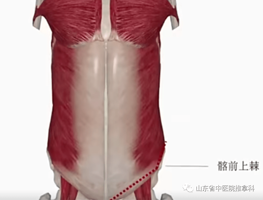 上肢通過肩胛帶動tpc(胸盆間桶狀區)發生相對扭轉,髂前上棘正處於應力