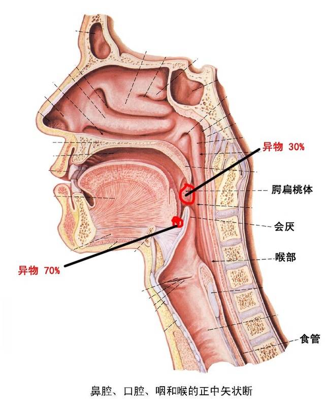 喉部结构图片分解图图片