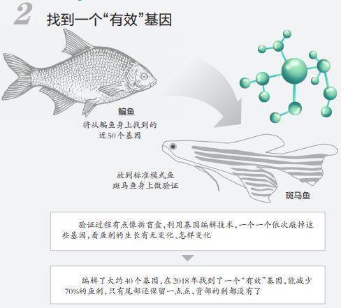 消息|重大突破！以后吃鱼或无需挑刺，吃货们坐不住了