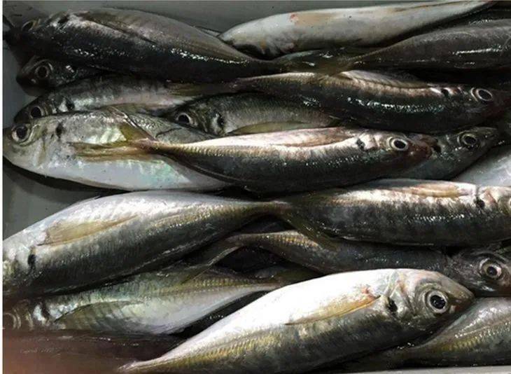 舌尖上的文昌海南文昌美食系列之六灯光鱼