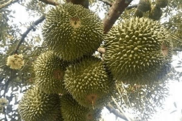 金枕榴莲和猫山王榴莲哪个耐寒 46cf1a113eea407e9a1bec67be19bb29.png