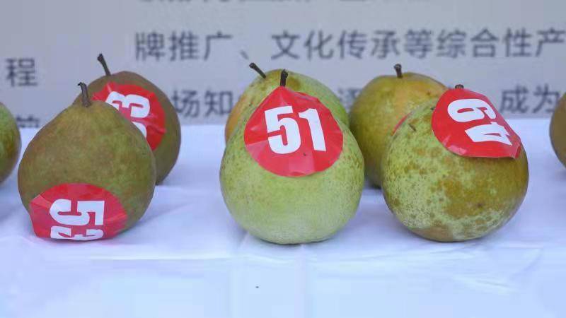 495斤重云和雪梨梨王新鲜出炉