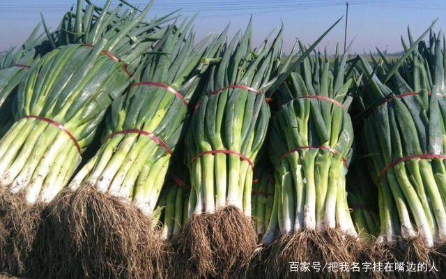 大葱的栽培:大葱的生长发育规律