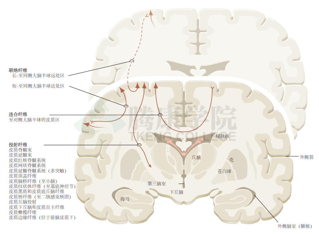 神經解剖學大腦皮質傳出聯繫