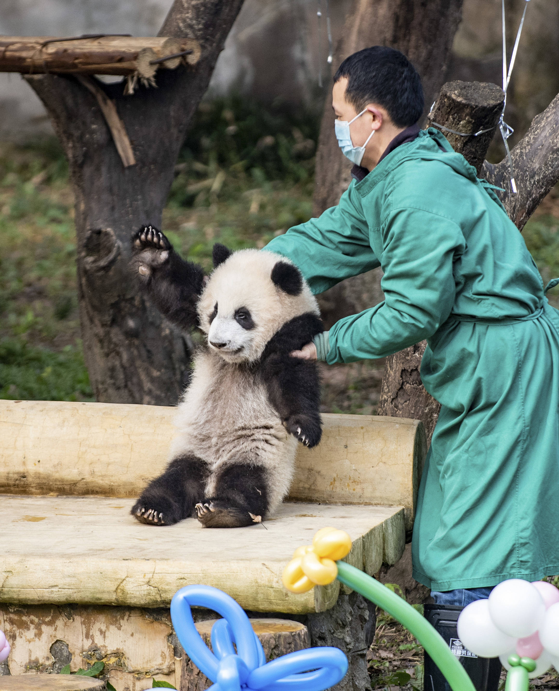 社会重庆动物园为两对大熊猫双胞胎宝宝举行命名活动