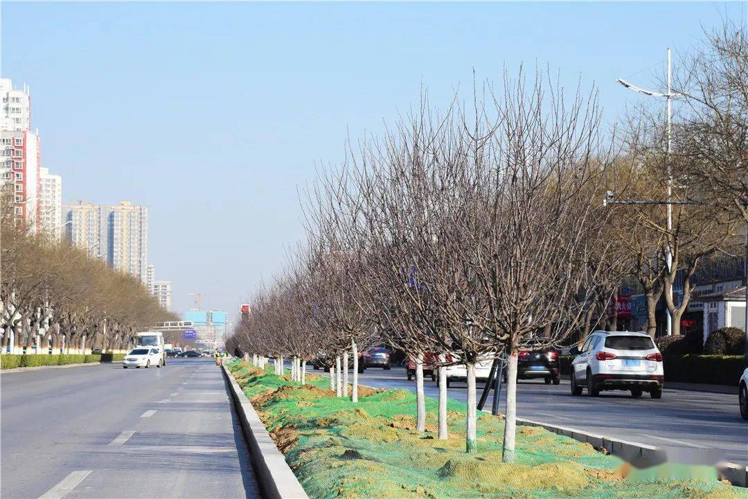 定州这条主干道增设中央绿化隔离带工作正在进行中