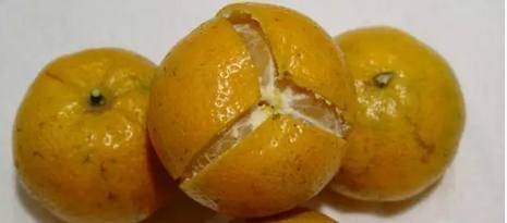 想了解陈皮 先要明白桔子 橘子 柑子 橙子 柚子的区别 果实 柑桔 植物