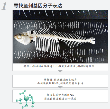 高校|吃鱼不挑刺？高校重大突破！网友有个大胆的想法......
