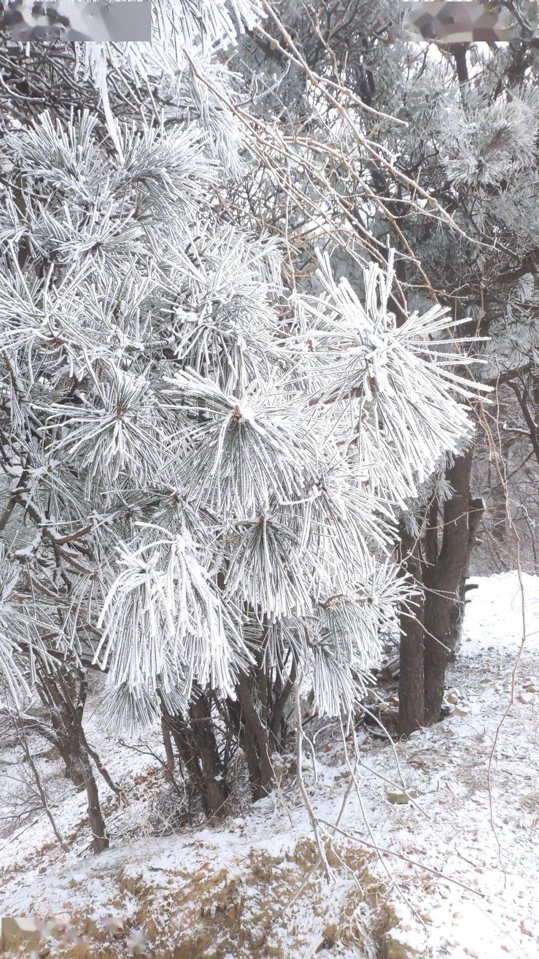 信阳地区|河南多地加入降雪群聊！今天，郑州市区还会下雪吗？！