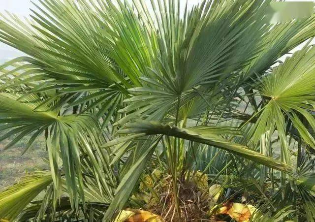 棕树_叶子_加工