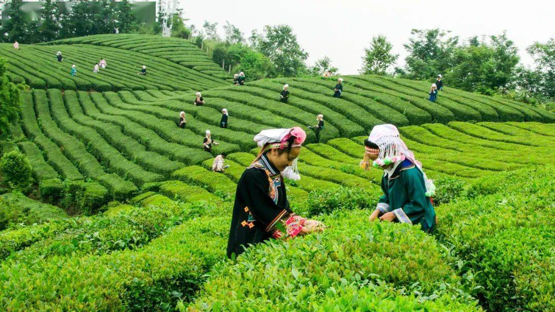 "贵州绿茶"第一采活动永久落户普安县_茶叶_黔西南州_春茶