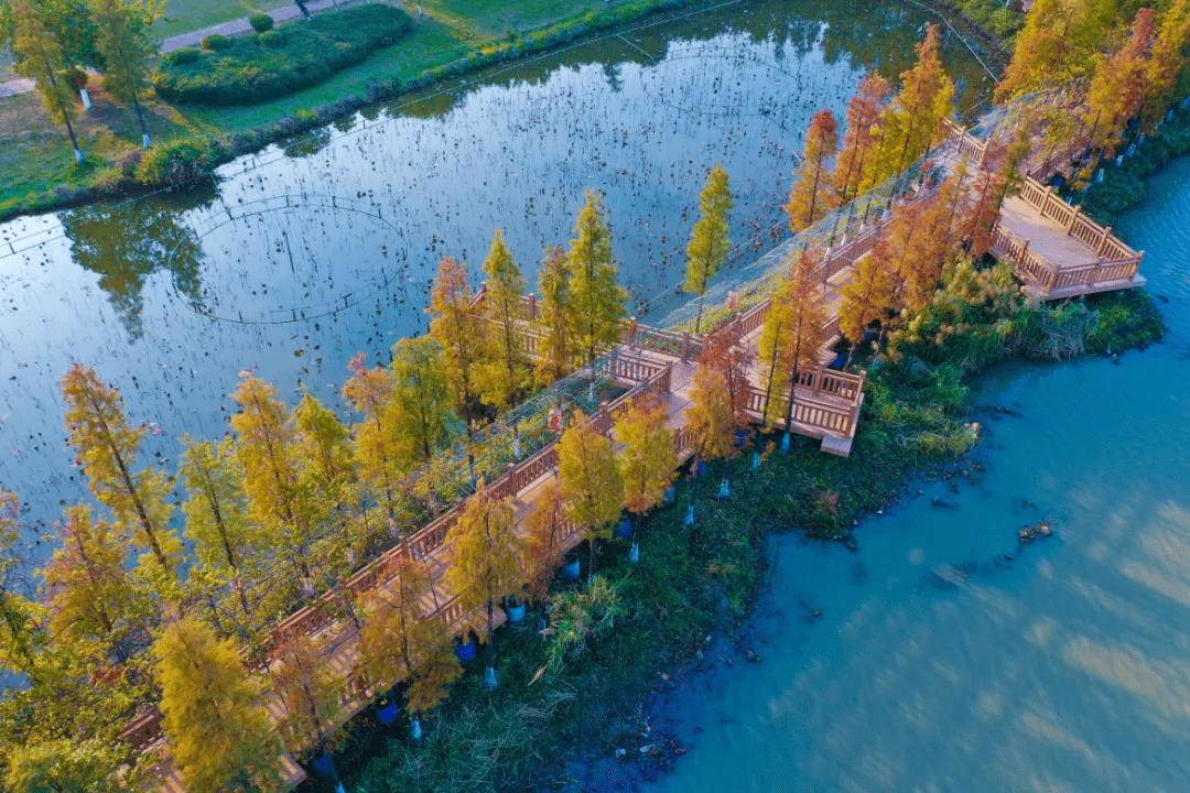 唯美南海翰林湖边有片绝美落羽杉林带你走进童话里