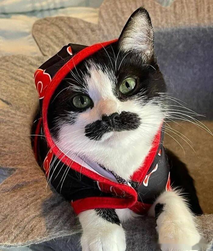 猫咪天生长了对像人的"胡子",网笑:真不是画的?