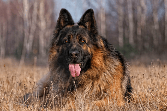 養德國牧羊犬的4個好處和4個壞處看完你還敢養嗎