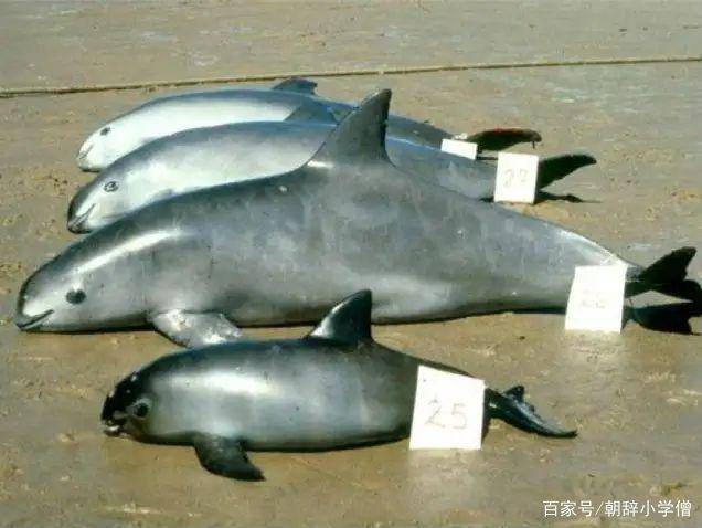 墨西哥渔民痴迷于使用流刺网捕捉一种价值极高的鱼类——石首鱼(它的