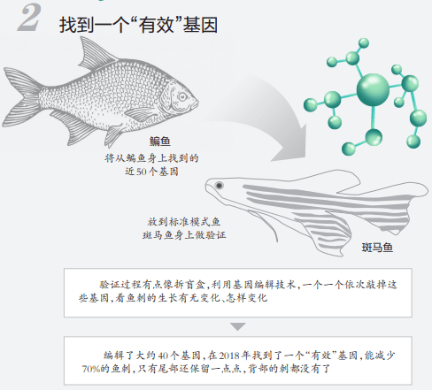 团队|吃鱼不挑刺？“华农”重大突破！