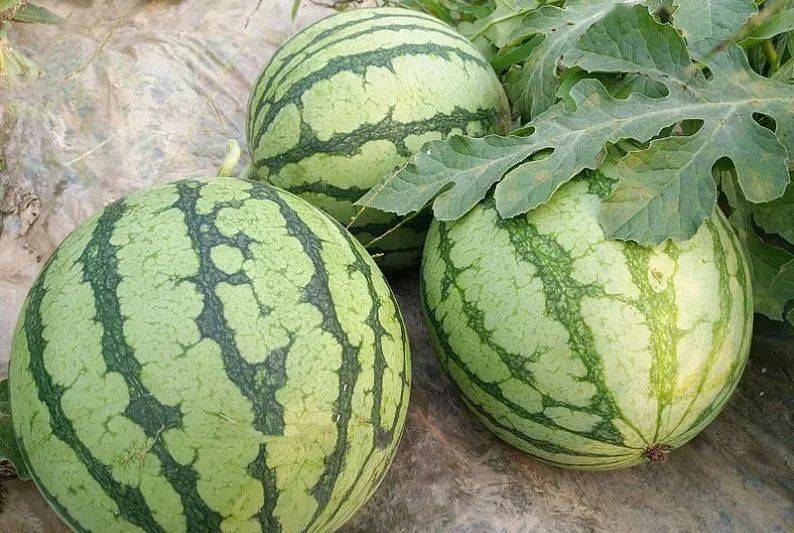 老挝西瓜即将搭乘中老铁路货运班列运往昆明