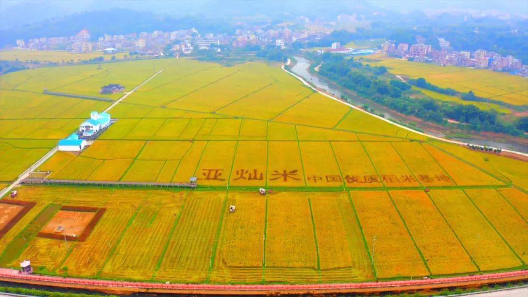 该公司在罗定市建立的"亚灿米种植基地"被评为"中国优质稻米基地"