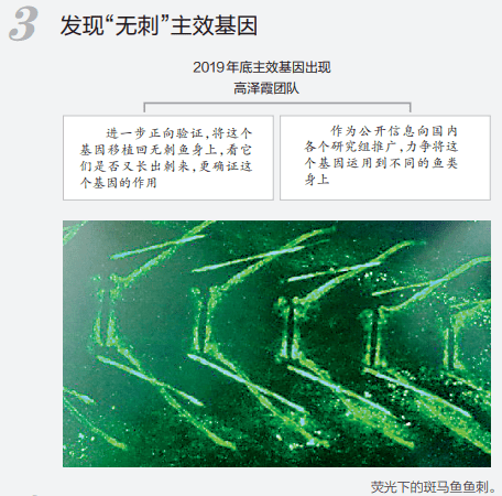 团队|吃鱼不挑刺？“华农”重大突破！