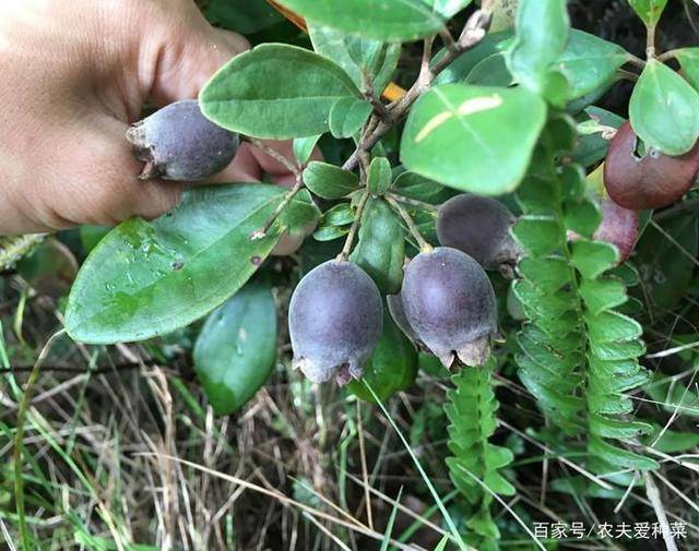 山中一种野果人称山捻子一点不起眼却价值高