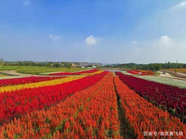 十月正值盛花期 句容花海等着你 旅游 游客 园区