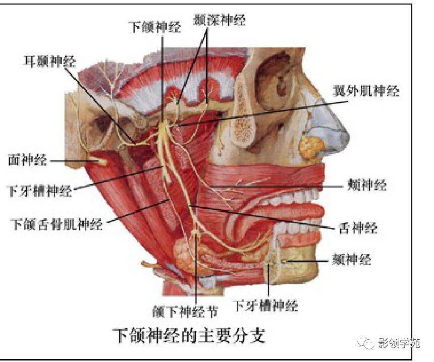 唇部神经分布图图片