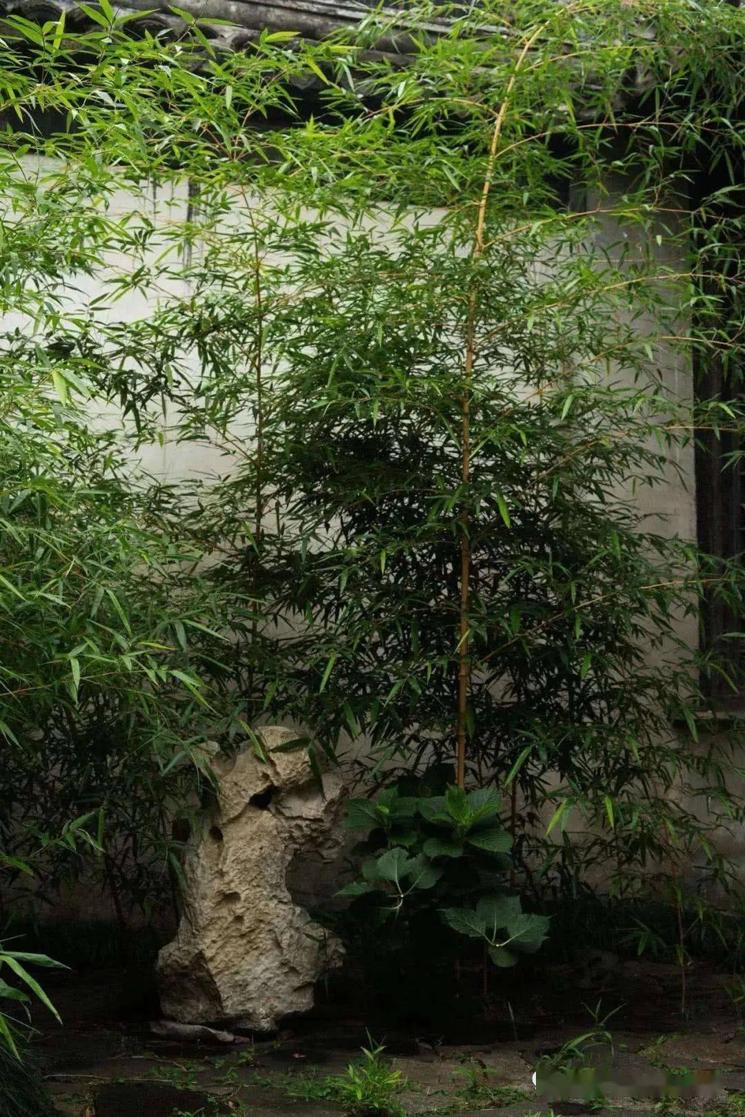 禅意庭院之唯美雅竹200款_身心_苔藓_园艺