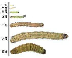 【动植物检疫】让全国打响粮食保卫战的"幺蛾子"——草地贪夜蛾的前世