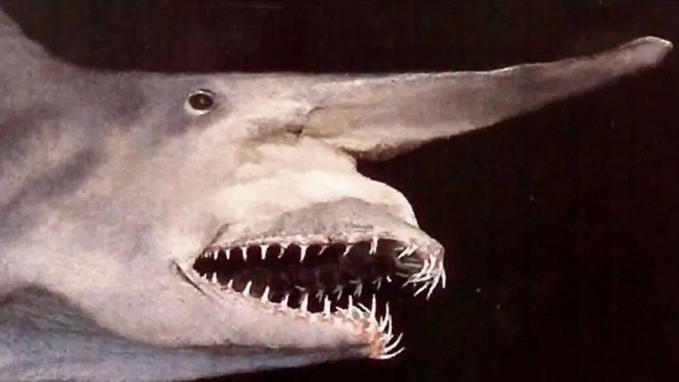 博比特虫vs鲨鱼图片