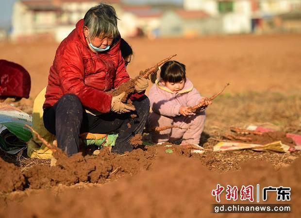 土地|好农货出自好产地，央视带货助温县垆土铁棍山药“火出圈”