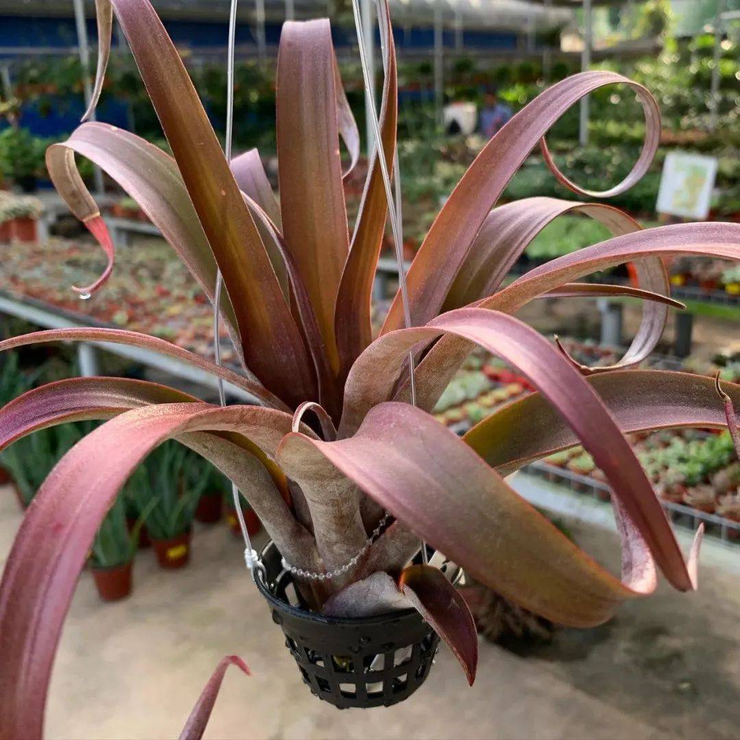 物种日历——空气凤梨图鉴 |冰后/香槟杂冰橙 （Tillandsia 'Ice Queen' ）_卡比_Orange'_冰橙