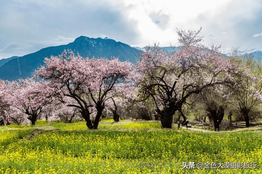 西藏的春天叫林芝_桃花_摄影_生活