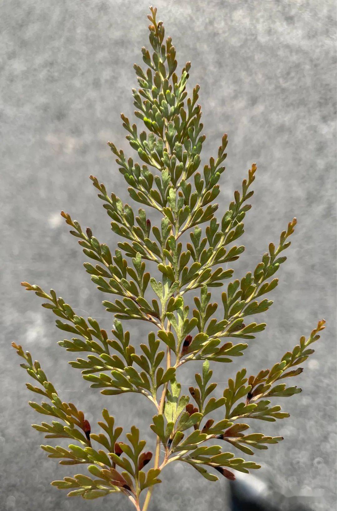 乌蕨有一点传奇色彩