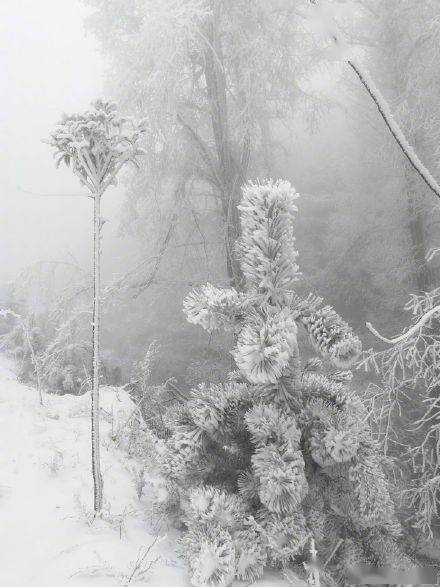 暴雪|湖南贵州年末迎暴雪