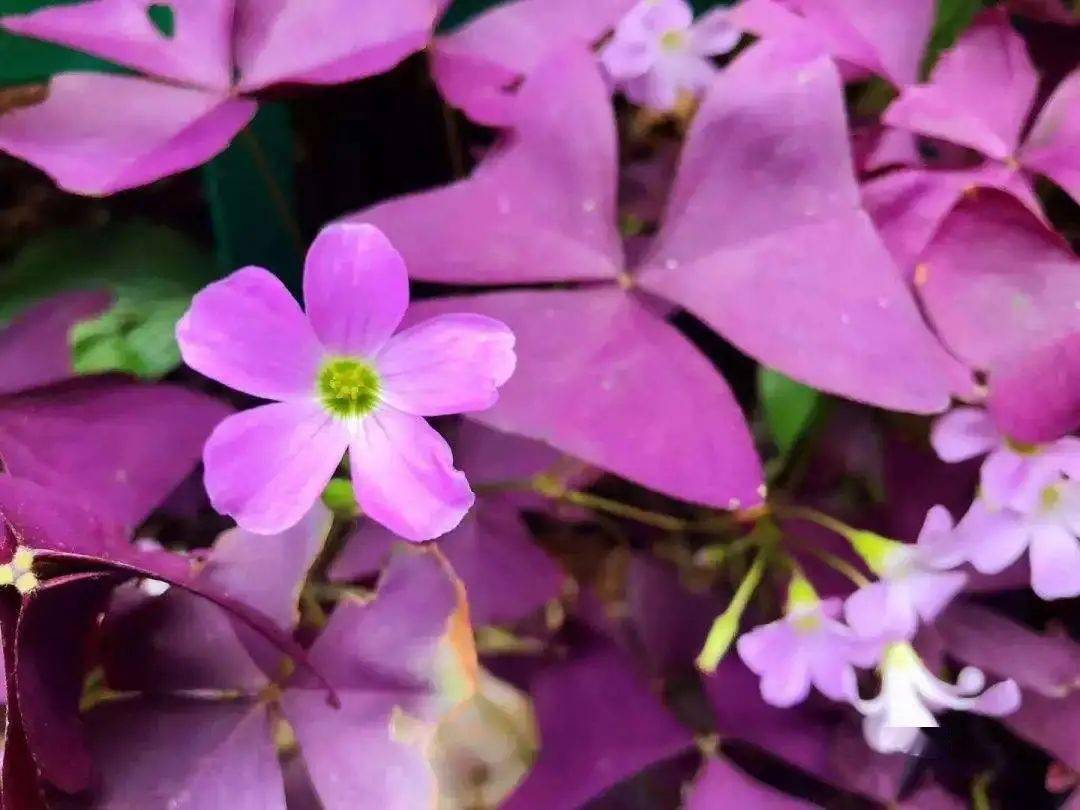 这波紫紫紫紫紫色系花卉 简直太美了 薰衣草 植物 蓝星