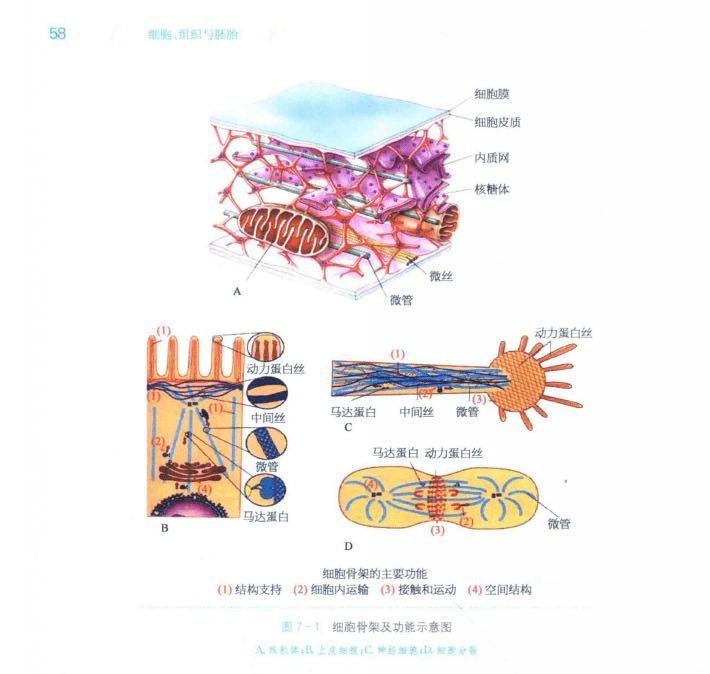 细胞骨架是由什么构成图片