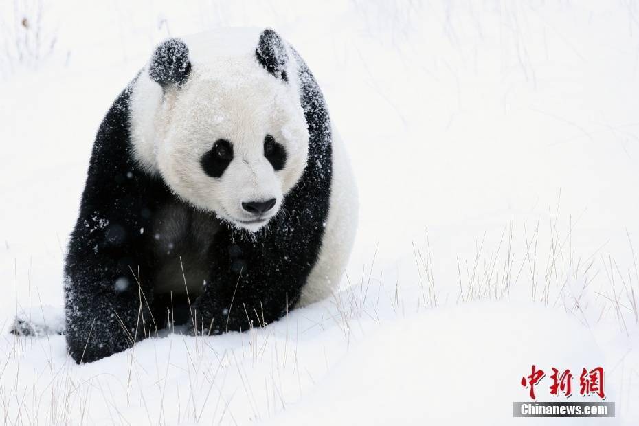 国宝大熊猫玩雪图片