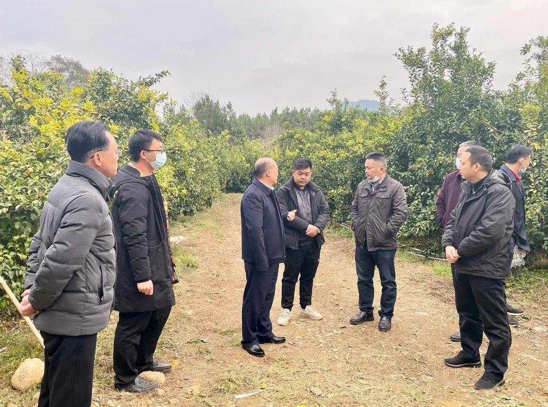 县领导到陂头镇督导检查防寒防冻工作_连平_手机_邓小强