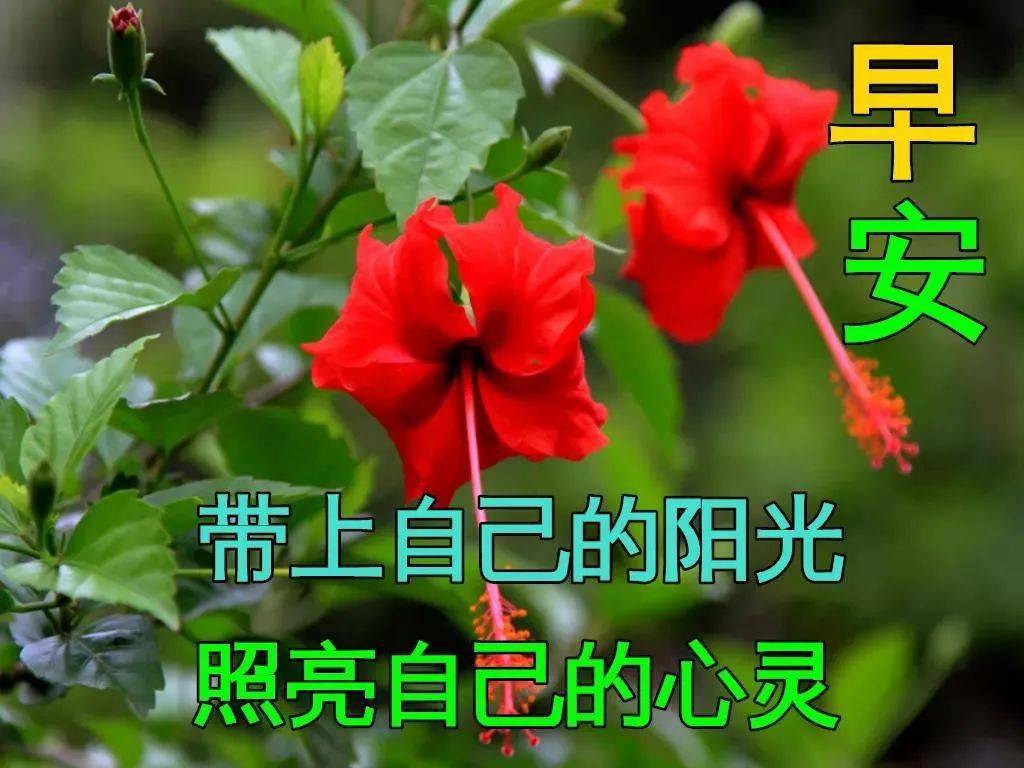 12月27日早上好动态表情图片大全 早上好动图美图大全 问候 好运 朋友