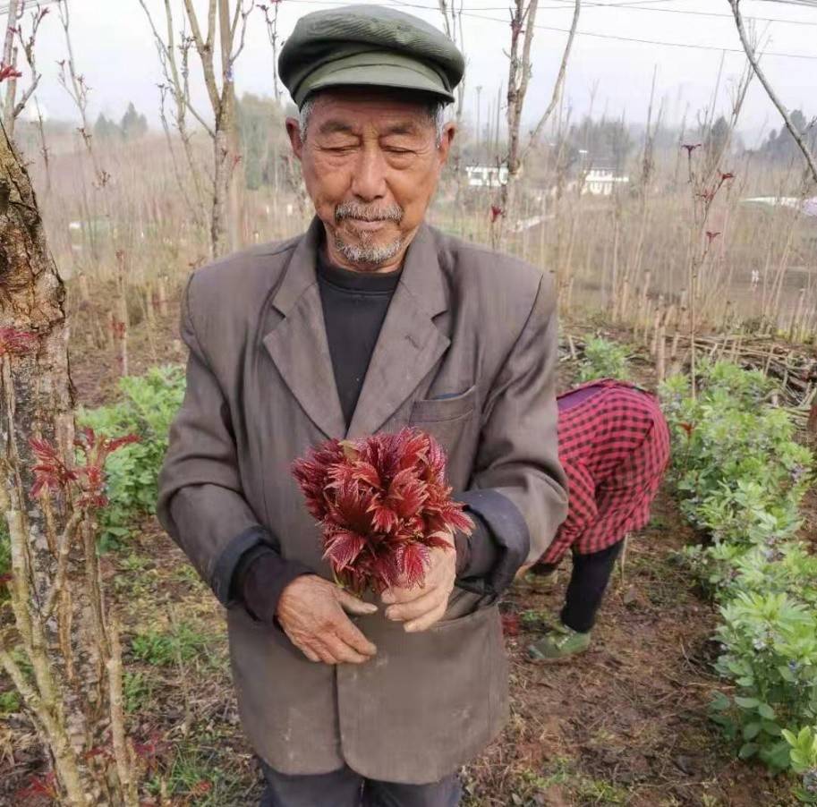 頭茬兒的香椿芽極為嬌嫩,剛採摘的緋紅色椿芽自帶濃郁的香氣.