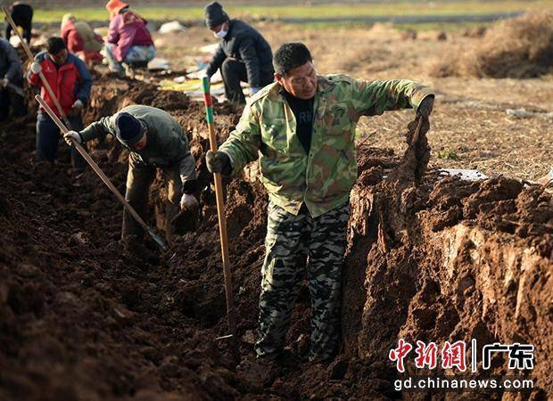 土地|好农货出自好产地，央视带货助温县垆土铁棍山药“火出圈”