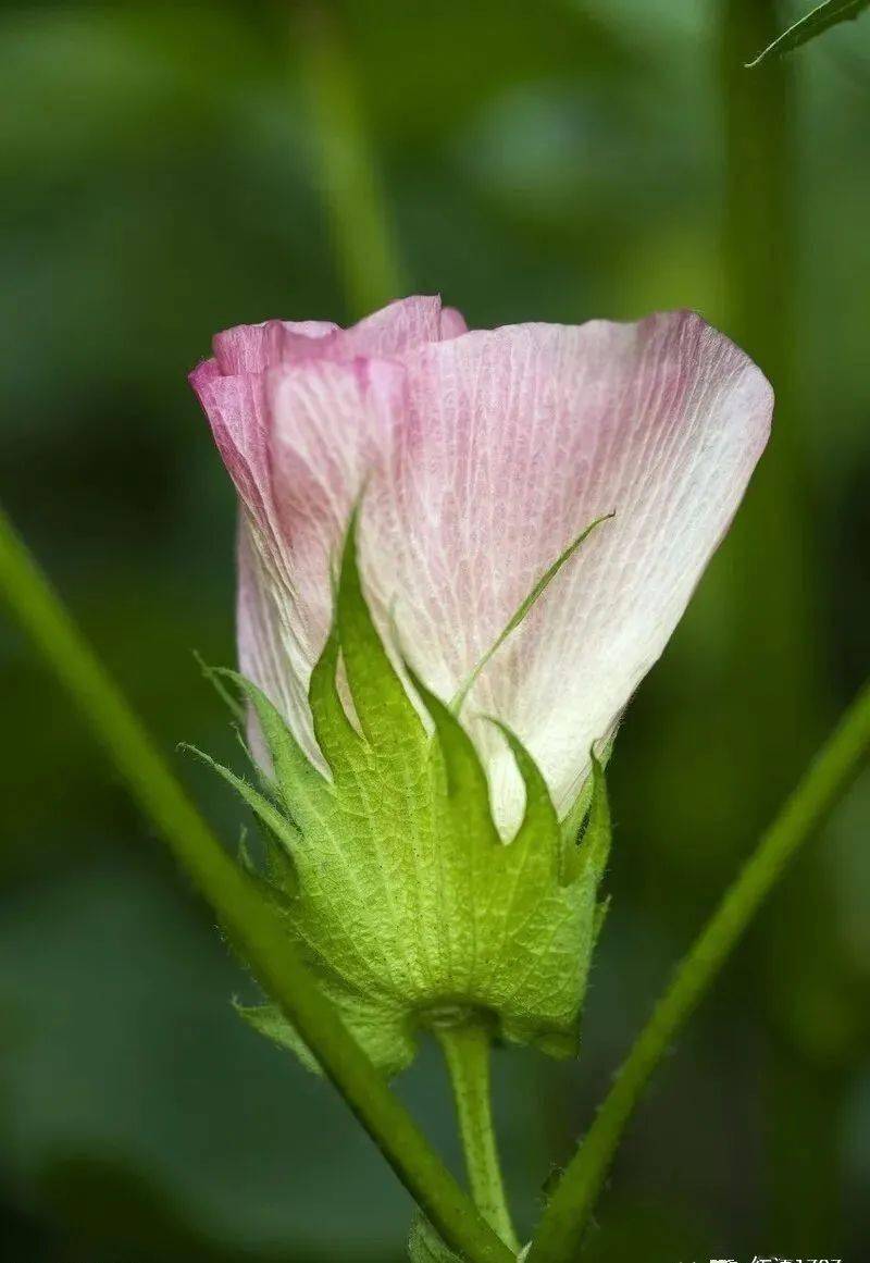 一株棉花能做成啥不只是纺织品生活中许多东西都来自于它