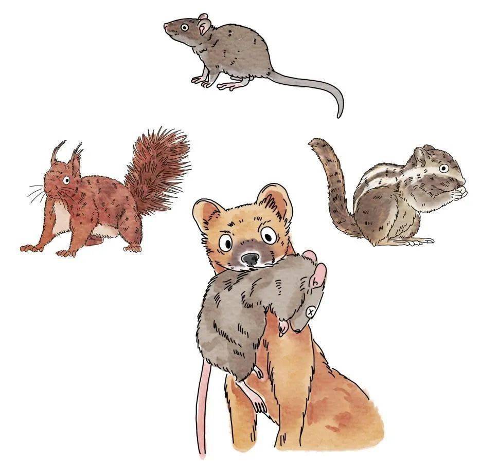 这里是北京 | 黄大仙出没_黄鼬_黄鼠狼_臭气