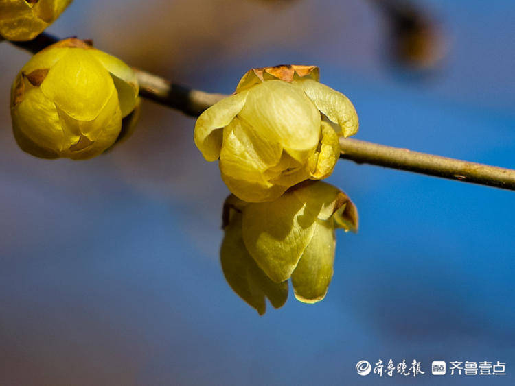 趵突泉公園的臘梅花,含苞欲放_濟南_趵突泉_公園