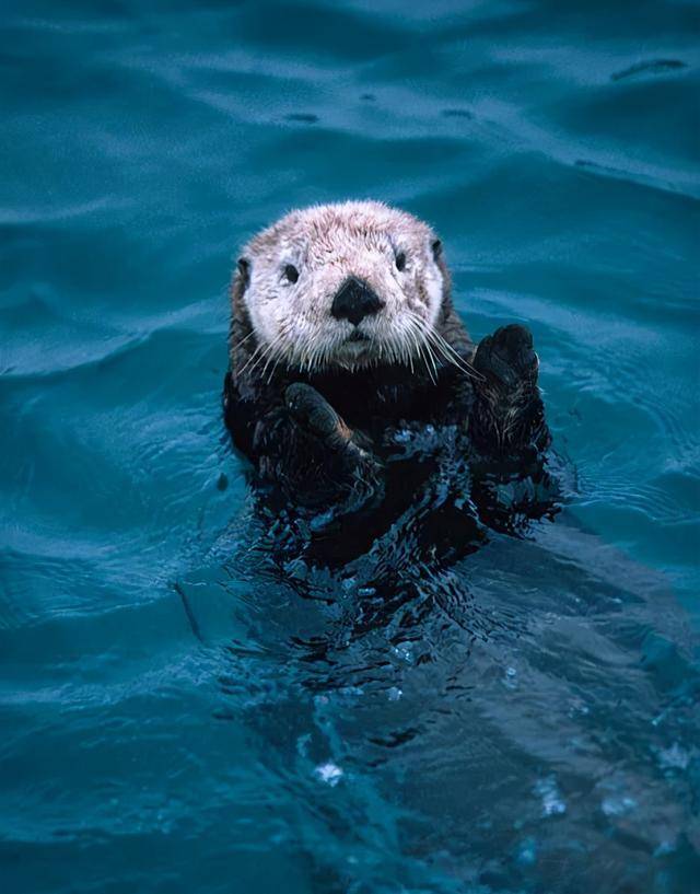 长期冬泳的海獭是怎么保温的