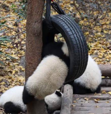 慢动作|请让让！熊猫幼儿园小霸王来了
